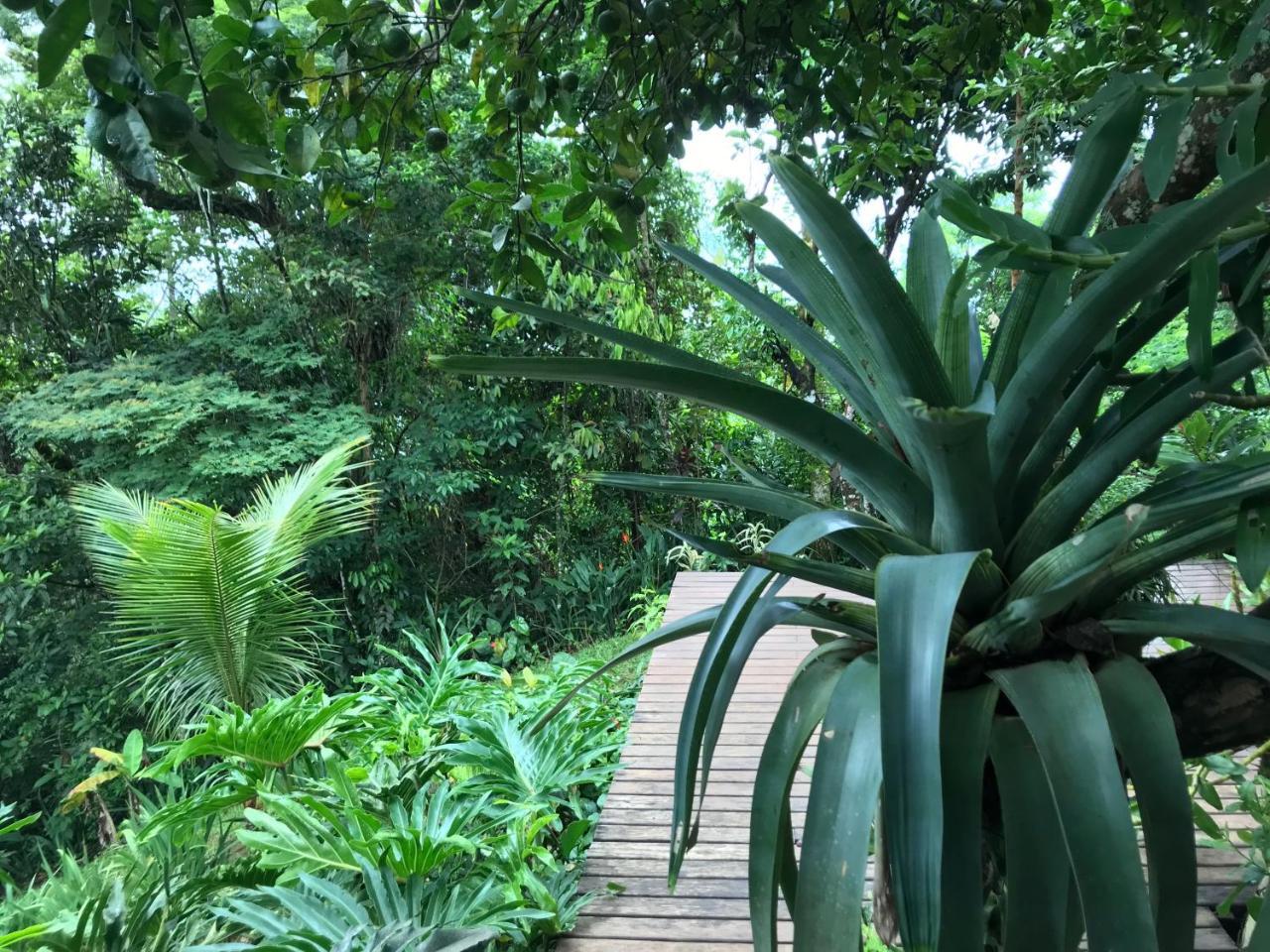 Rainforest House -